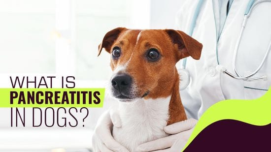 What is Pancreatitis in Dogs?